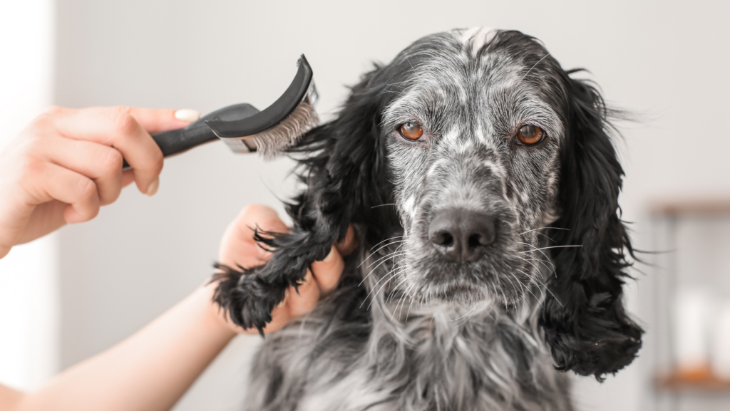 muda de pelo mascota